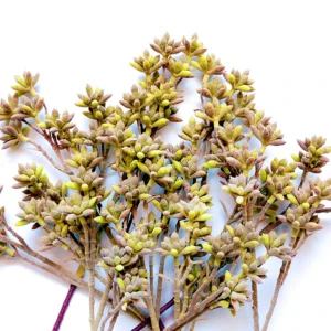 Sedum Spray