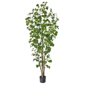 Silver Dollar Eucalyptus Tree 6'