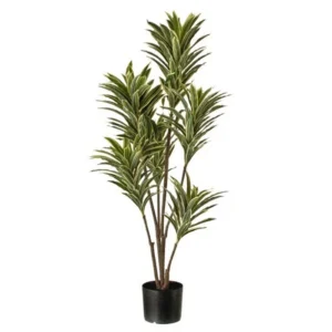 Baby Dracena 46"