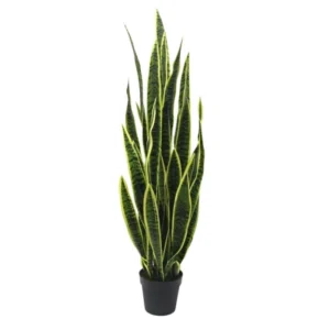 Sanseveria Trifasciatia 52.5"
