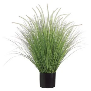 Dog Tail Onion Grass 39"