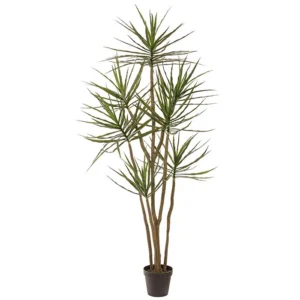 Dracaena Tree 84"