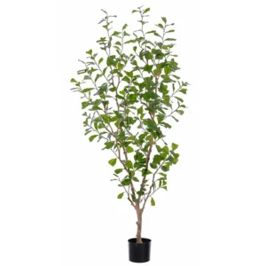 Ficus Triangular Tree 72"