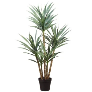 Yucca Plant in Pot 60"