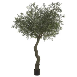 Olive Tree 7'