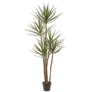 Dracaena Tree 72"