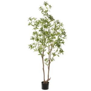 Pieris Japonica Tree 81"