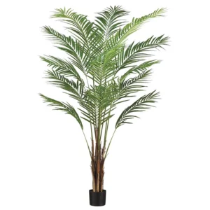 Areca Palm 6'