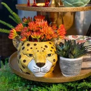 Safari Display Cheeatah Head